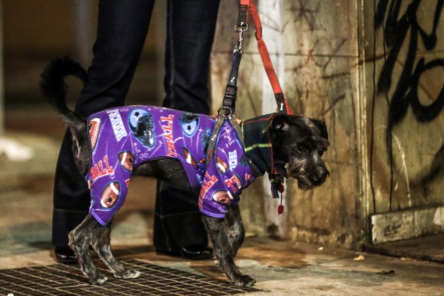 Dona veste ser cachorro com uma roupa para protegê-lo do frio que atingiu a capital paulista