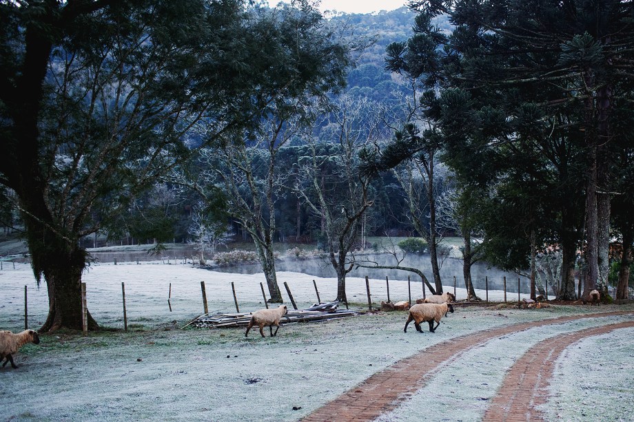 A paisagem branca na cidade de Erechim, no Rio Grande do Sul, que amanheceu com os campos coberto pela geada toda a semana.