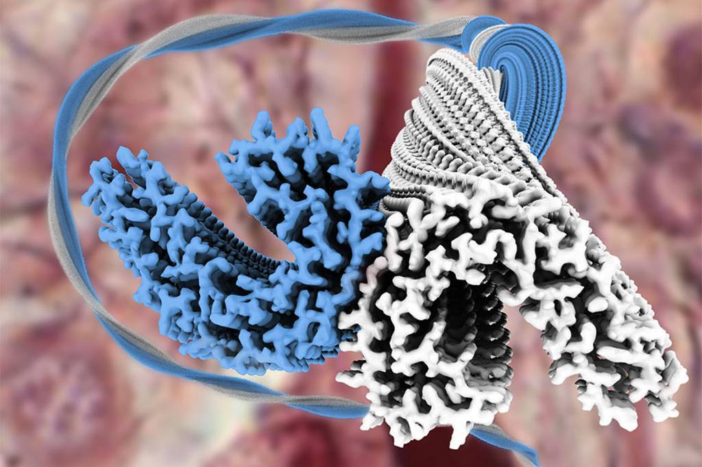 Imagem microscópica da estrutura de um filamento da proteína tau, uma das características da doença de Alzheimer.