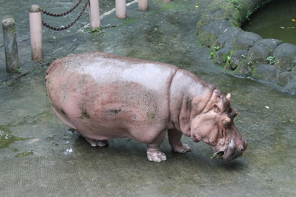 Bertha a hipopótamo mais velha do mundo veio a óbito aos 65 anos de idade