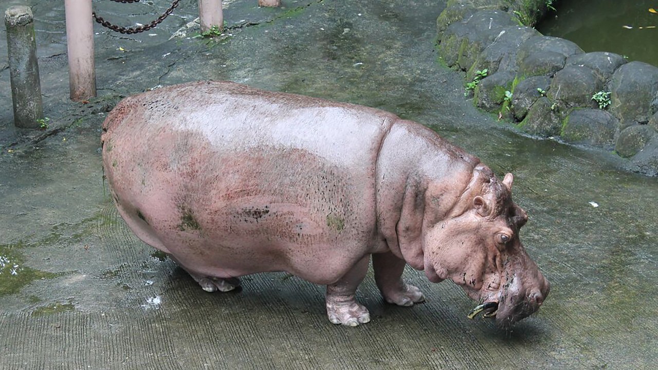 Bertha a hipopótamo mais velha do mundo veio a óbito aos 65 anos de idade