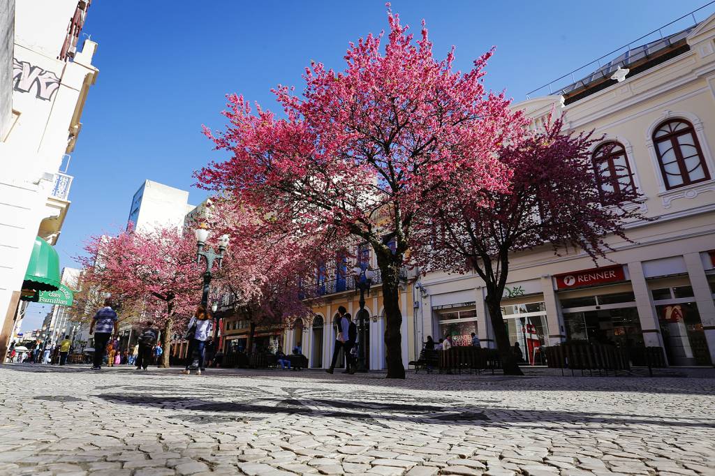 Florada das cerejeiras em Curitiba