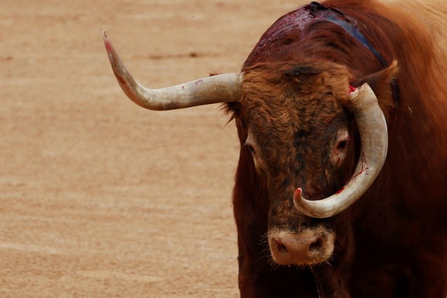 Touro tem seu chifre quebrado durante uma tourada no Festival de São Firmino, na Espanha