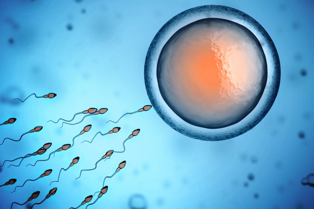 Ilustração óvulo e espermatozóides