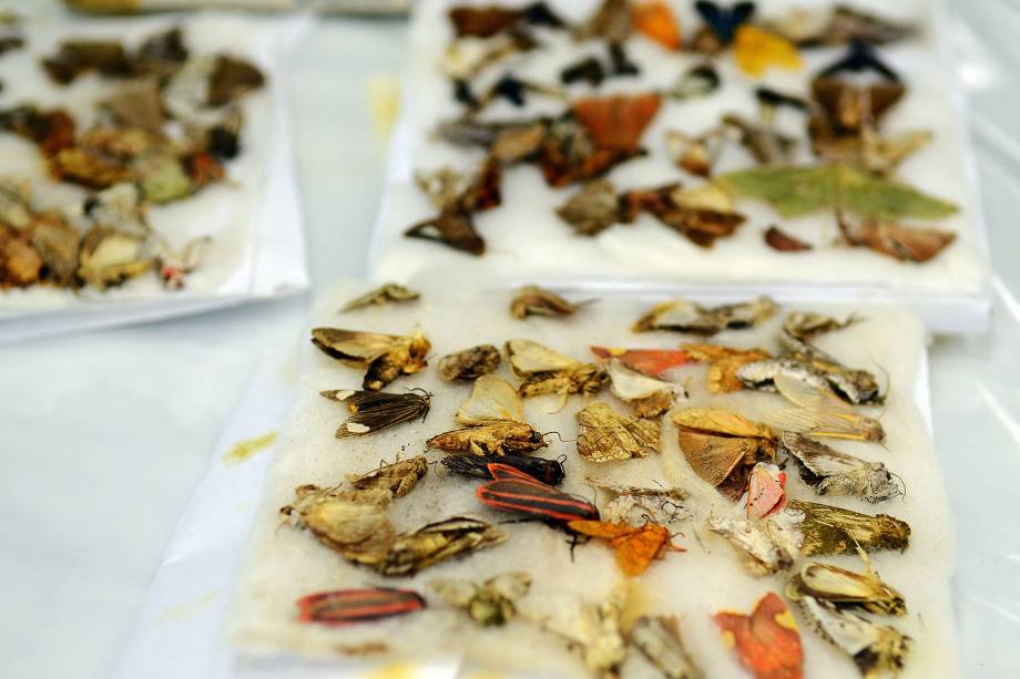 Espécimes da fauna e da flora silvestre apreendidos pela equipe de Fiscalização da Alfândega da Receita Federal em São Paulo foram expostos à imprensa, nos Correios na Vila Leopoldina, zona oeste da capital paulista - 06/07/2017