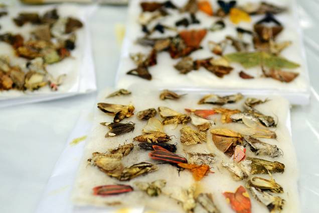 Espécimes da fauna e da flora silvestre apreendidos pela equipe de Fiscalização da Alfândega da Receita Federal em São Paulo foram expostos à imprensa, nos Correios na Vila Leopoldina, zona oeste da capital paulista - 06/07/2017 Espécimes da fauna e da flora silvestre apreendidos pela equipe de Fiscalização da Alfândega da Receita Federal em São Paulo foram expostos à imprensa, nos Correios na Vila Leopoldina, zona oeste da capital paulista - 06/07/2017