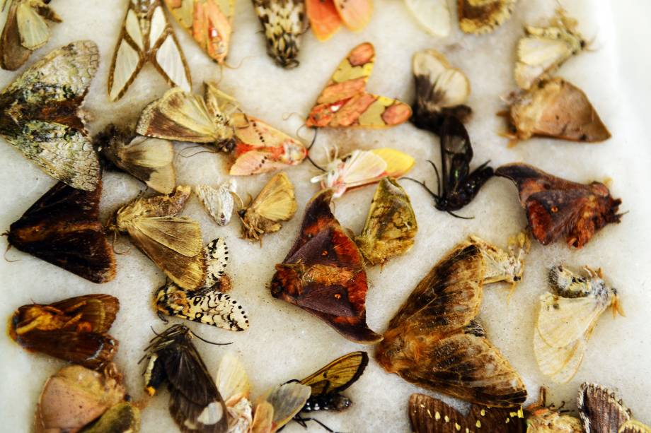 Espécimes da fauna e da flora silvestre apreendidos pela Receita Federal em encomendas internacionais enviadas via Correios - 06/07/2017