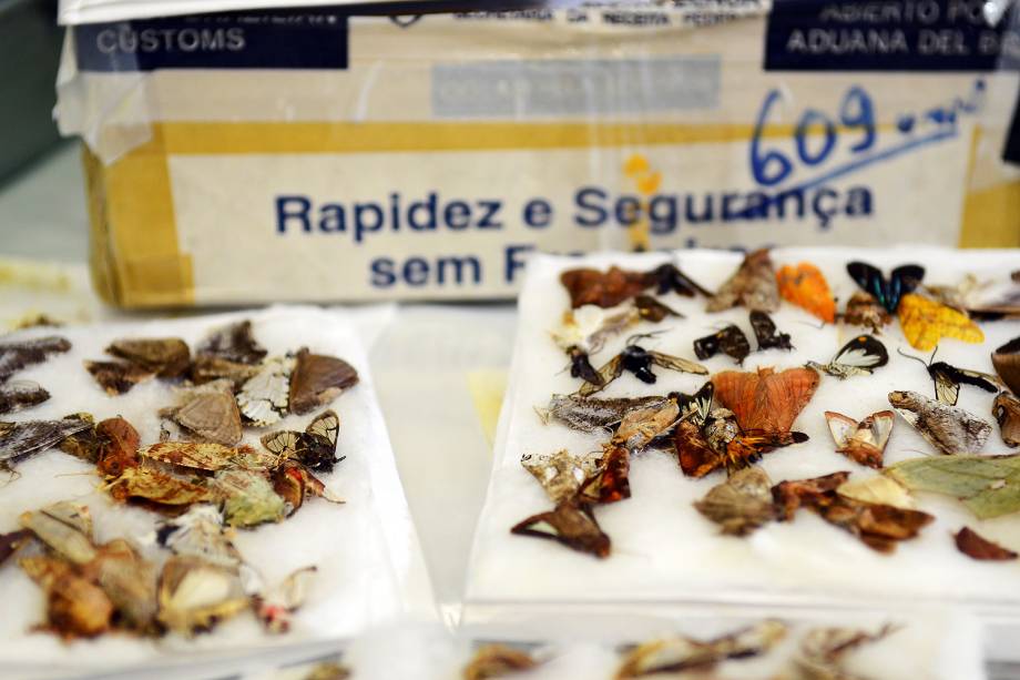 Espécimes da fauna e da flora silvestre apreendidos pela Receita Federal em encomendas internacionais enviadas via Correios - 06/07/2017