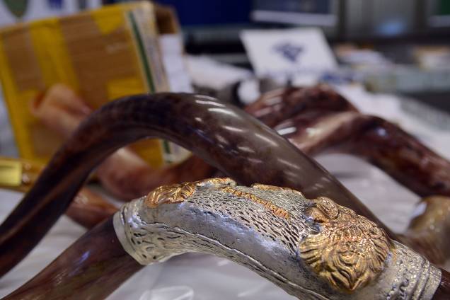 Os materiais apreendidos são amostras de Pau-Brasil, em forma de arcos de violinos prontos e madeira serrada não acabadas; besouros, mariposas e borboletas mortos da fauna silvestre exótica; roupas confeccionadas com peles de animais, tais como guaxinim e raposa, além de chifres de animais - 06/07/2017 Os materiais apreendidos são amostras de Pau-Brasil, em forma de arcos de violinos prontos e madeira serrada não acabadas; besouros, mariposas e borboletas mortos da fauna silvestre exótica; roupas confeccionadas com peles de animais, tais como guaxinim e raposa, além de chifres de animais - 06/07/2017