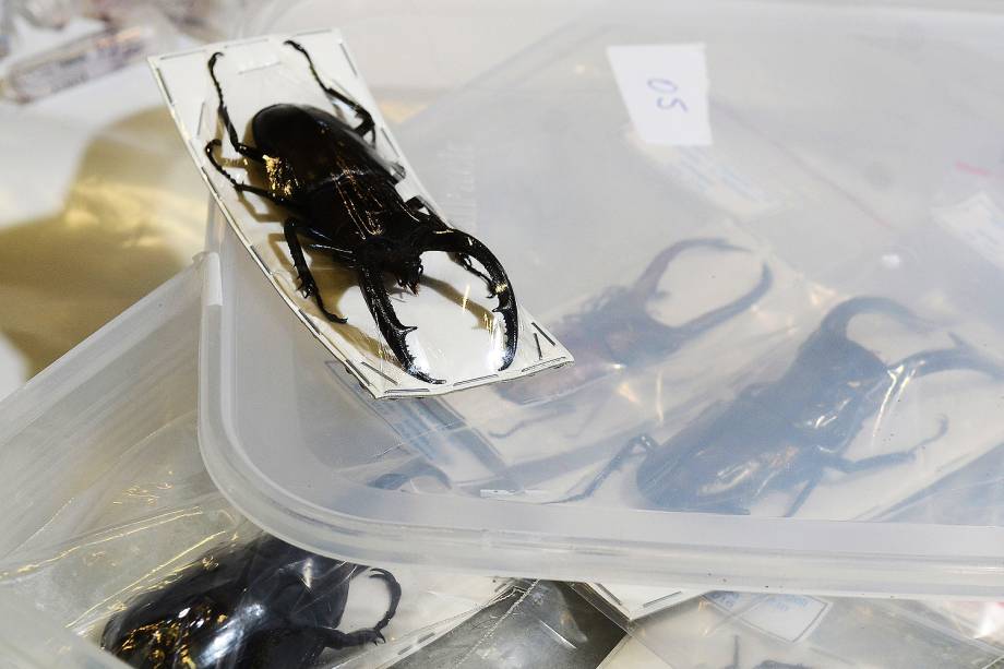 Os materiais apreendidos são amostras de Pau-Brasil, em forma de arcos de violinos prontos e madeira serrada não acabadas; besouros, mariposas e borboletas mortos da fauna silvestre exótica; roupas confeccionadas com peles de animais, tais como guaxinim e raposa, além de chifres de animais - 06/07/2017