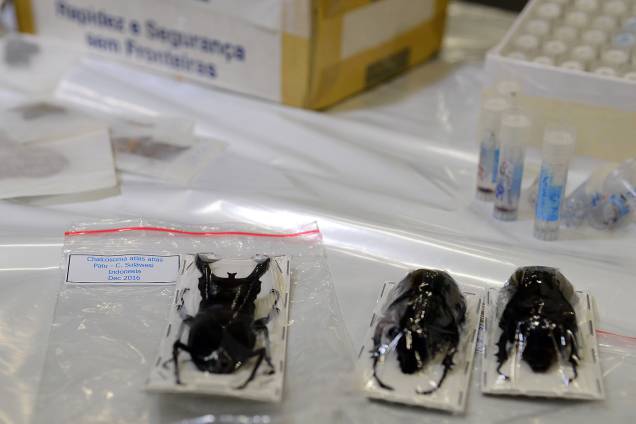 Espécimes da fauna e flora apreendidos na Operação Hermes feita pela Receita Federal em encomendas internacionais enviadas via Correios - 06/07/2017 Espécimes da fauna e flora apreendidos na Operação Hermes feita pela Receita Federal em encomendas internacionais enviadas via Correios - 06/07/2017