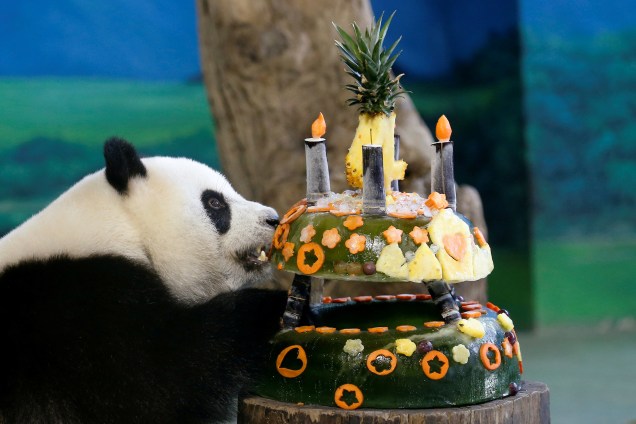 A panda gigante Yuan Zai ganha um bolo  com frutas congeladas para celebrar seu aniversário de 4 anos no zoológico de Taipei, na Tailândia - 06/07/2017