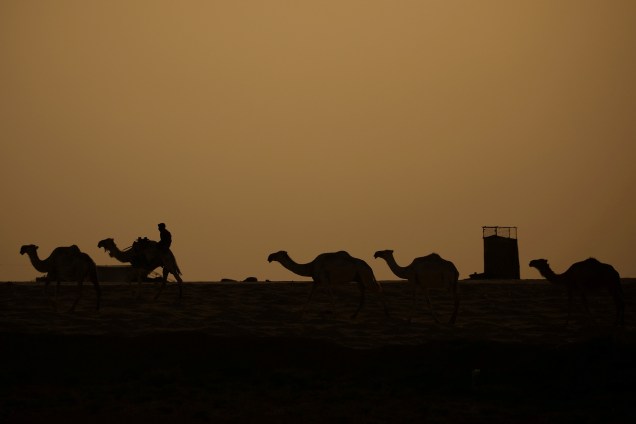Pastor conduz uma cáfila de camelos no deserto ao por-do-sol na cidade de Raqqa, na Síria - 28/07/2017