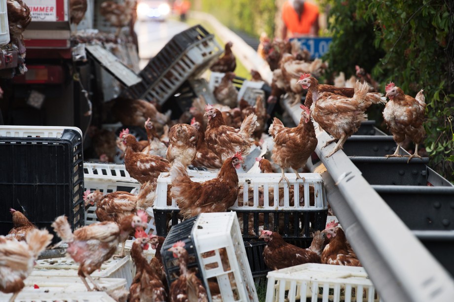 Milhares de frangos ficaram espalhados na estrada A1 em Asten, perto de Linz, norte da Áustria após um caminhão carregado com 7 mil aves derrubar a carga na pista provocando a interrupção do tráfego - 04/07/2017