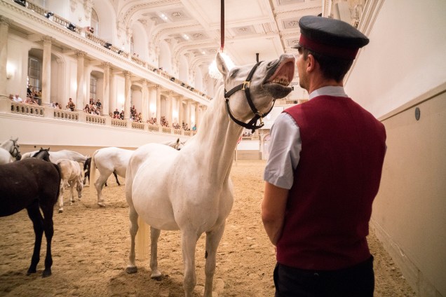 Cavalo interage com adestrador na famosa Escola Espanhola de Equitação no palácio Hofburg em Viena, na Áustria - 05/07/2017