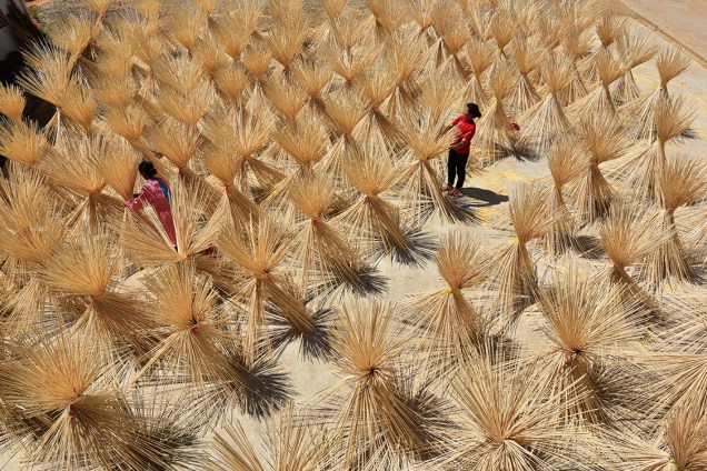 Funcionários trabalham colhendo bambu seco para indústria em uma fazenda próximo ao vilarejo de Xingan, na China - 17/07/2017