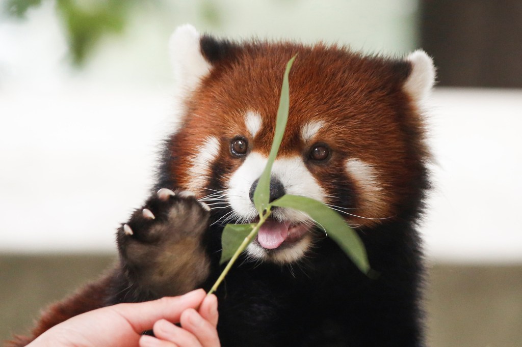 Funcionário do Parque de Vida Selvagem de Pequim alimenta espécie de urso, o Panda Vermelho, na China
