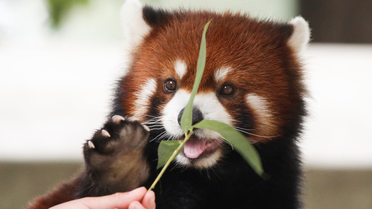 Funcionário do Parque de Vida Selvagem de Pequim alimenta espécie de urso, o Panda Vermelho, na China