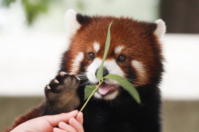 Funcionário do Parque de Vida Selvagem de Pequim alimenta espécie de urso, o Panda Vermelho, na China - 12/07/2017