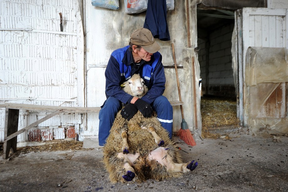 Fazendeiro leva ovelha para ser tosada em uma das maiores fazendas de lã em Minsk, Bielorússia - 04/07/2017