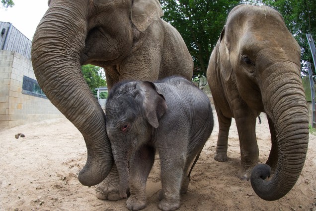 O pequeno filhote de elefante de apenas um dia de vida, Minh-Tan, é fotografado entre sua mãe Douanita (à esq.) e sua irmã Sita em seu recinto no zoológico de Osnabrueck, no norte da Alemanha - 05/07/2017