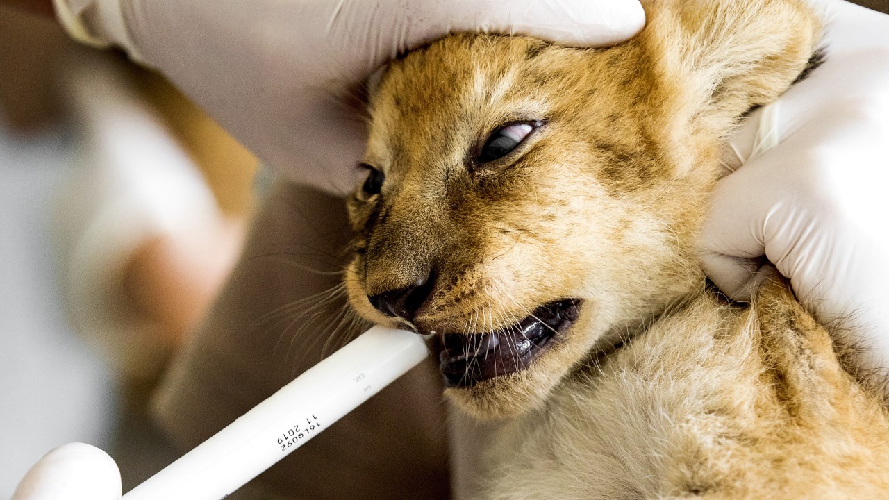 Imagens do dia - Filhote de leão é medicado na Holanda