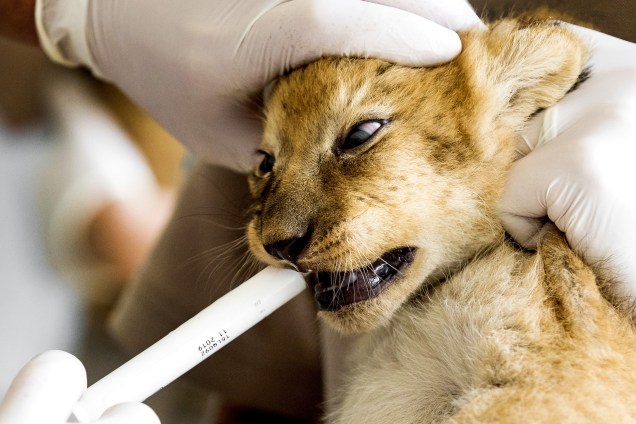 Veterinário dá medicação contra parasitas a um filhote de leão recém-nascido no parque safari Beekse Bergen em  Hilvarenbeek, na Holanda - 03/07/2017