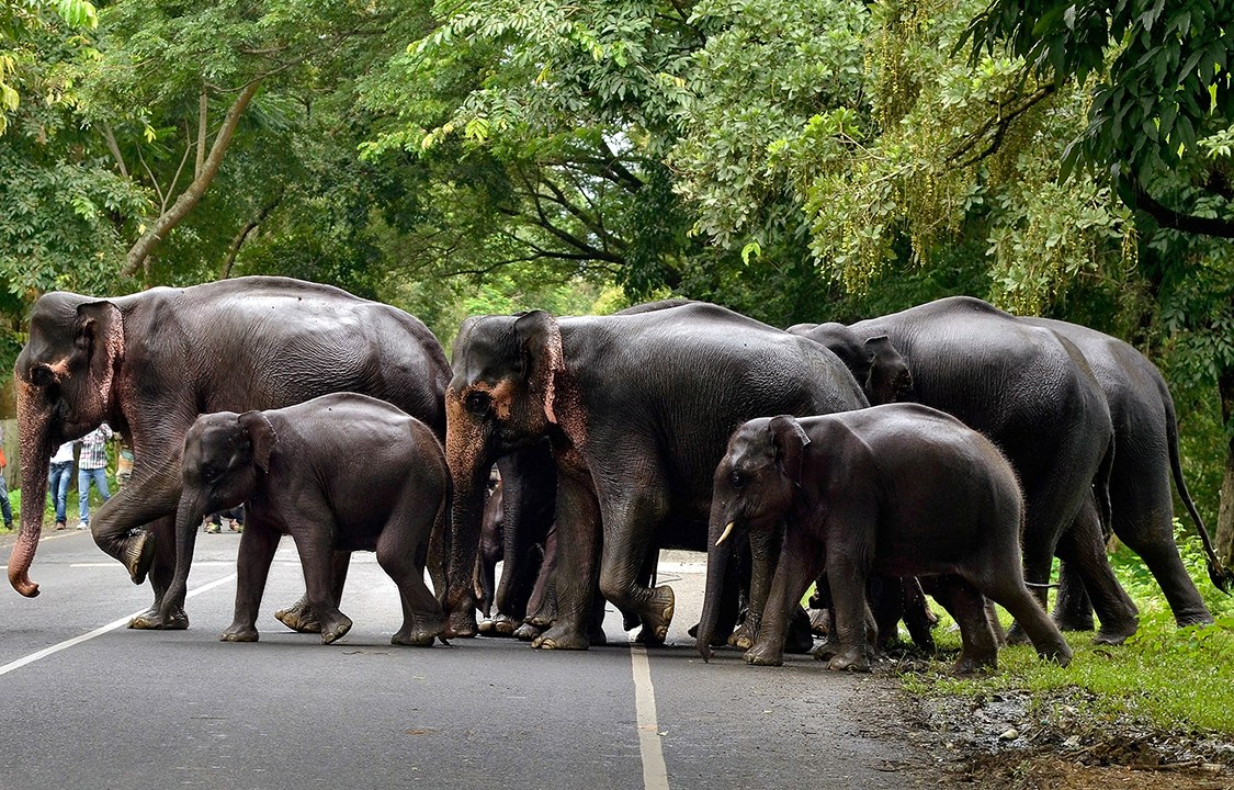 Pequena manada atravessa estrada no Parque Nacional de Kaziranga, na Índia, fugindo de enchentes causadas por fortes tempestades que atingiram a região de Assam
