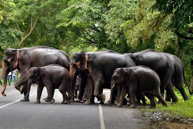 Pequena manada atravessa estrada no Parque Nacional de Kaziranga, na Índia, fugindo de enchentes causadas por fortes tempestades que atingiram a região de Assam - 13/07/2017