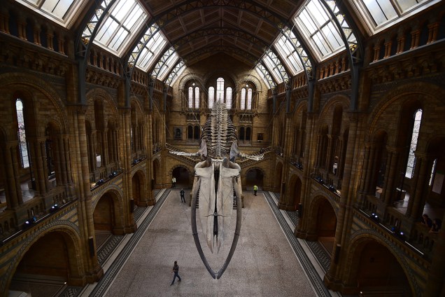 Museu de História Natural de Londres exibe em sua coleção o esqueleto de uma baleia azul, no Hall Hintze - 13/07/2017