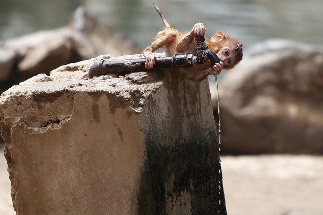 Filhote de macaco bebe água de uma torneira em um dia quente no zoológico de Zhengzhou, província de Henan, na China - 24/07/2017