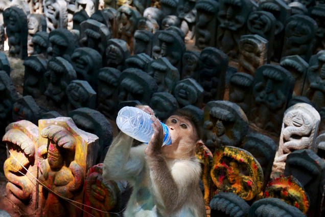 Um macaco radiata bebe leite oferecido por um devoto durante o festival de Nag Panchami, que é celebrado ao adorar cobras para honrar o deus da serpente, dentro de um templo nos arredores de Bengaluru, na Índia - 27/07/2017