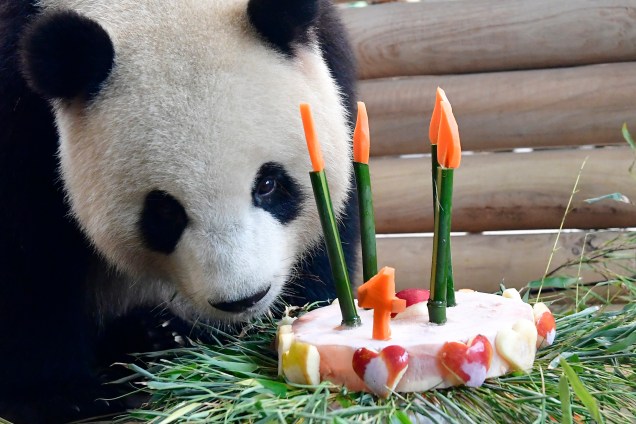 O panda gigante Meng Meng recebe um bolo para marcar seu quarto aniversário em seu recinto do zoológico Zoologischer Garten, em Berlim na Alemanha - 10/07/2017