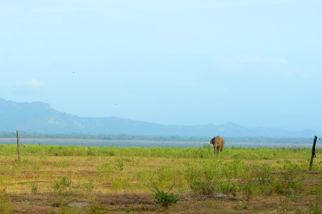 Elefante selvagem é fotografado pastanto próximo ao perímetro do santuário Parque Nacional do Udawalawe, no Sri Lanka - 07/07/2017