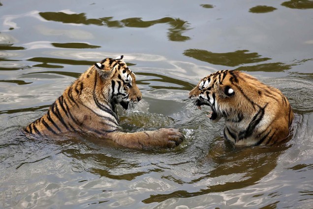 Tigres-siberianos brincam no zoológico de tigres em Huangshan, província de Anhui, na China - 17/07/2017