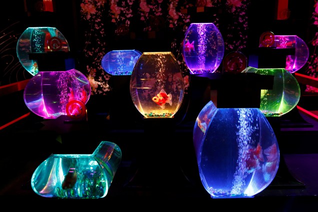 Instalação produzido pelo artista Hidetomo Kimura com peixes-dourados em aquários iluminados no aquário de Tóquio, no Japão. Cerca de 5 mil peixes-dourados e 3 mil peixes tropicais estão expostos em 130 aquários em formatos diferentes e únicos. Eles ainda são iluminados com luz LED, possuem projeções mapeadas e músicas em um show produzido pelo artista japonês.