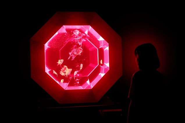 Instalação produzido pelo artista Hidetomo Kimura com peixes-dourados em aquários iluminados no aquário de Tóquio, no Japão. Cerca de 5 mil peixes-dourados e 3 mil peixes tropicais estão expostos em 130 aquários em formatos diferentes e únicos. Eles ainda são iluminados com luz LED, possuem projeções mapeadas e músicas em um show produzido pelo artista japonês.