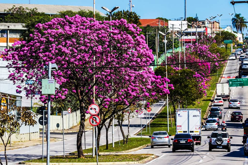 Ipê Roxo