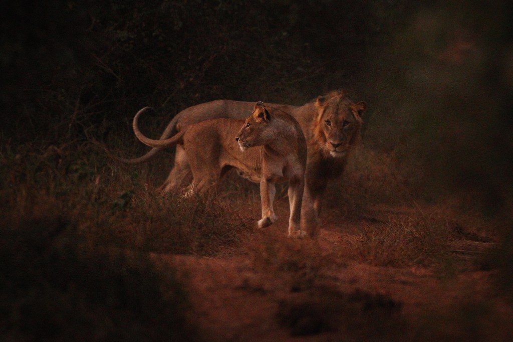 Leões no Kruger National Park