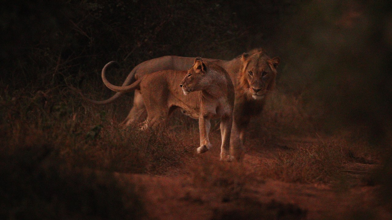Leões no Kruger National Park