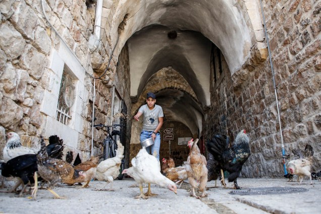 Homem alimenta galinhas em um beco do antigo mercado da cidade Hebron, na Cisjordânia