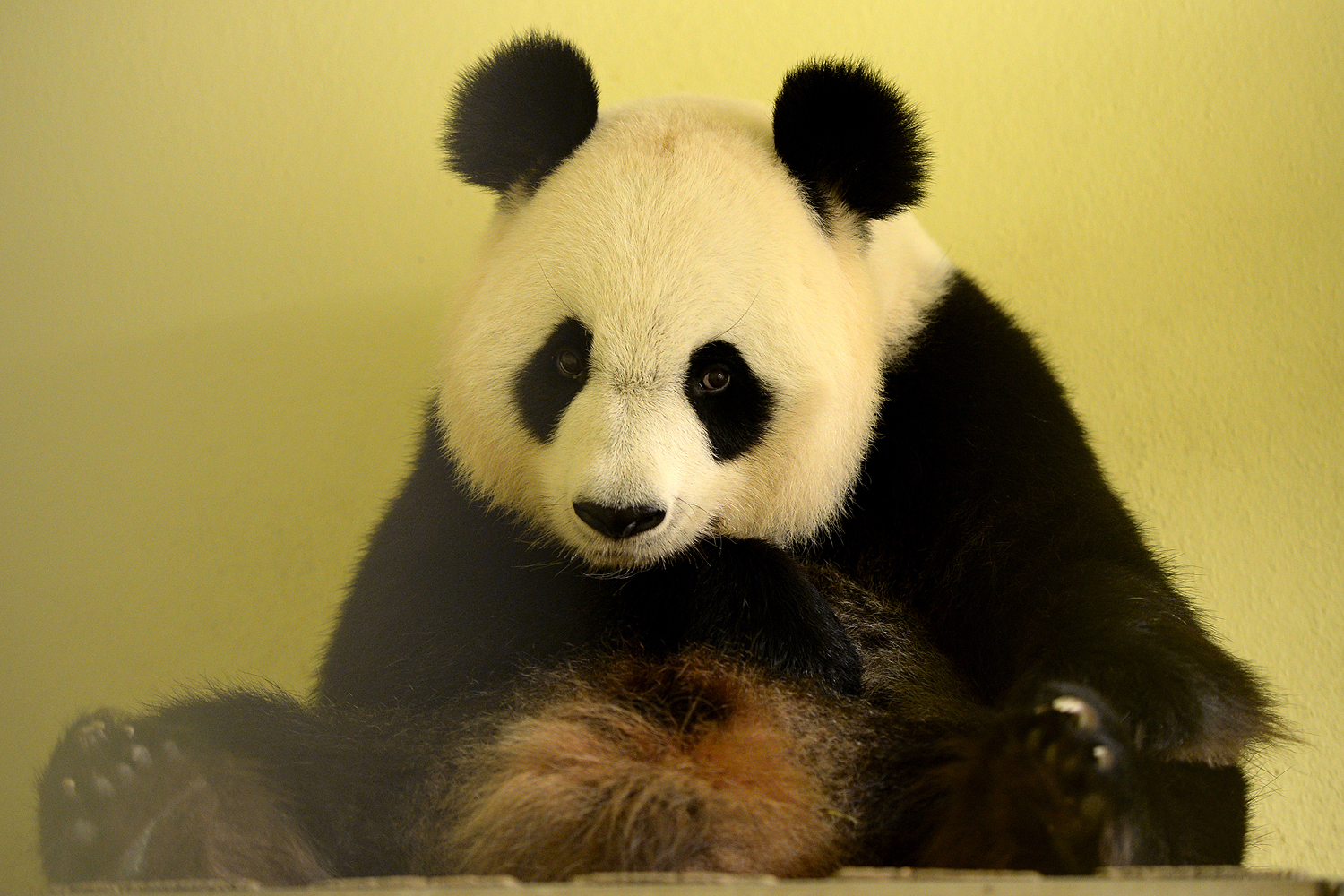 A panda gigante Huan Huan - 26/07/2017