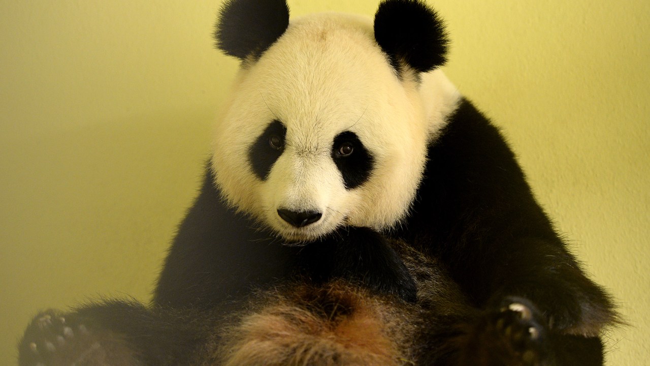 A panda gigante Huan Huan - 26/07/2017