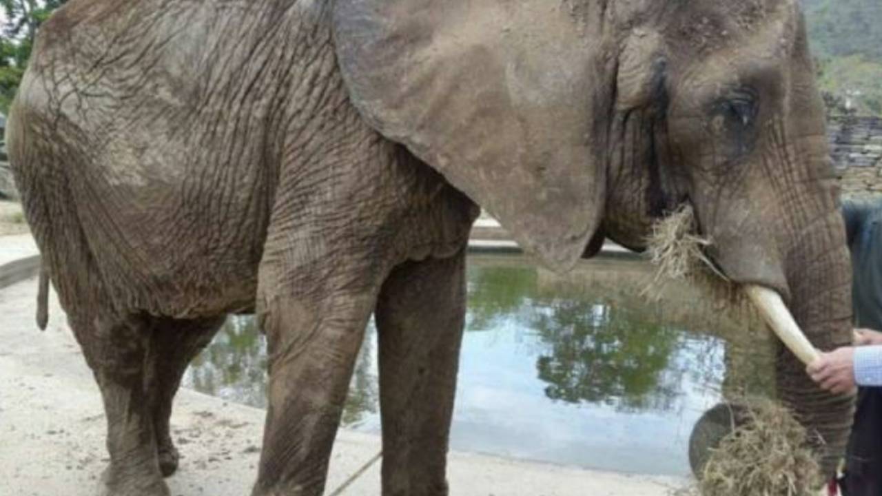Elefante Ruperta