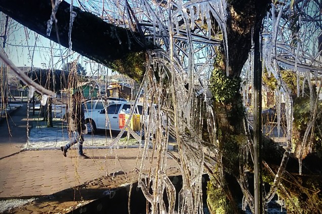Árvore aparece congelada nesta quarta-feira (19) na cidade de Urupema, após termômetros marcarem –7,5ºC