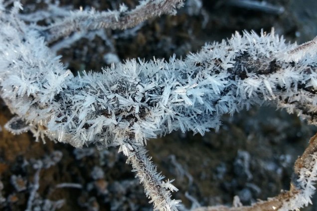 Planta amanhece congelada após cidade de Urupema registrar –7,5ºC, a temperatura mais baixa do ano