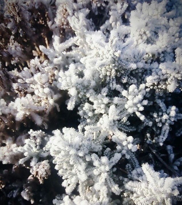 Planta amanhece congelada após cidade de Urupema registrar –7,5ºC, a temperatura mais baixa do ano