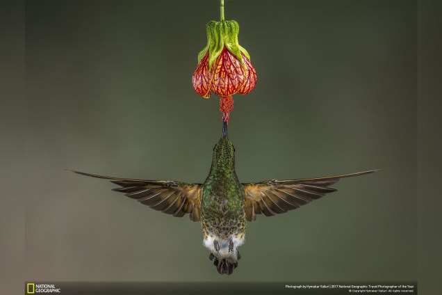 Em uma floresta equatoriana, o paraíso para os beija-flores, Hymakar Valluri fotografou um deles se alimentando do nectar de uma flor