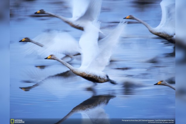 Cisnes voam sobre a água em Kabukurinuma, Osaki, no Japão, em uma das  poucas zonas húmidas ainda preservadas que são como o paraíso para as aves no inverno