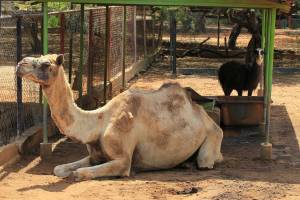 Camelo no zoológico de Zulia na Venezuela